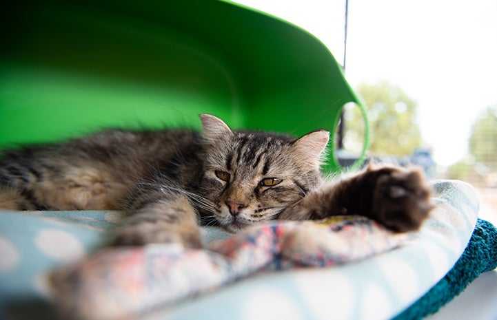 Squash the cat lying down on his side with front paw outstretched