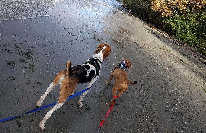 Stax and Fenway the dogs walking on the beach