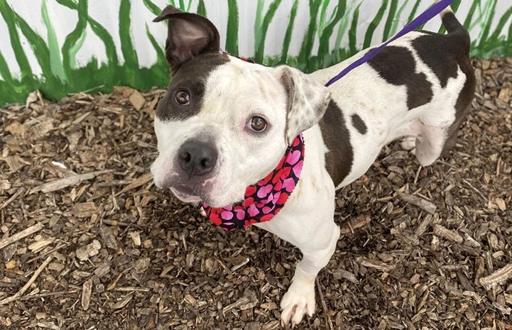 Bella the dog when she was at Saginaw County Animal Care and Control in Michigan