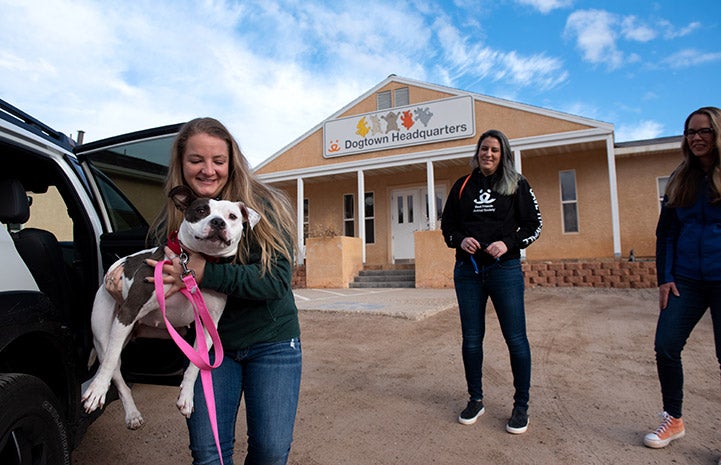 Person holding Bella the dog to get her out of the Outback Limited vehicle