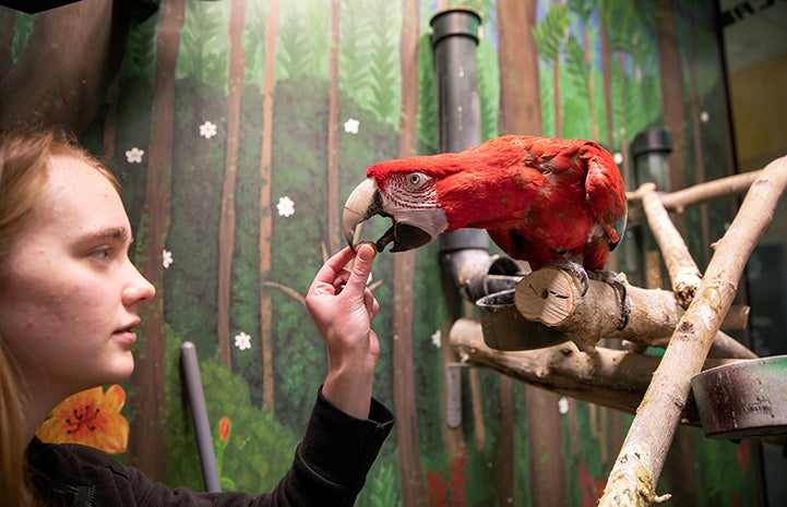 Person feeding a green-winged macaw