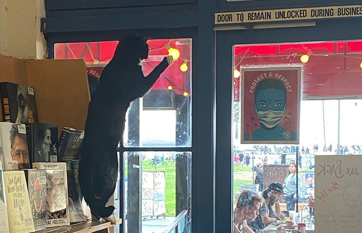 Malcolm the cat with front feet up on a window looking outside