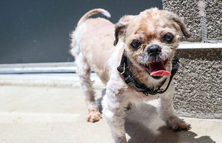 Simon the shih-tzu mix dog after his spa day