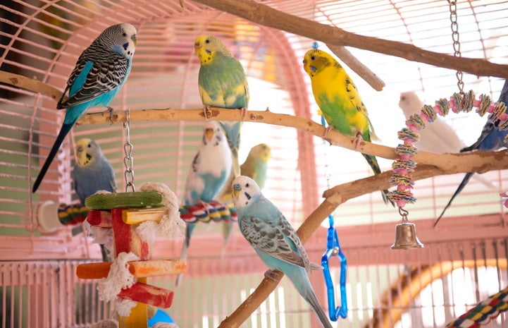 Adopted budgies in Debi Ford's home