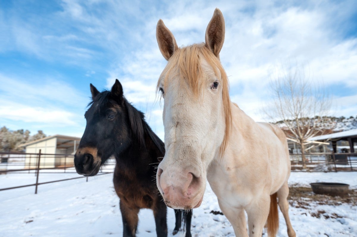 bug the horse in the snow