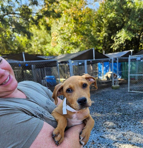 Best Friends Animal Society Launches Free Mobile Veterinary Clinic to Support North Carolina Communities Impacted by Hurricane Helene 