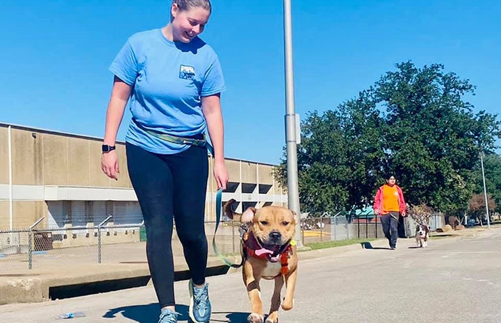 Person walking a brown dog outside on a leash