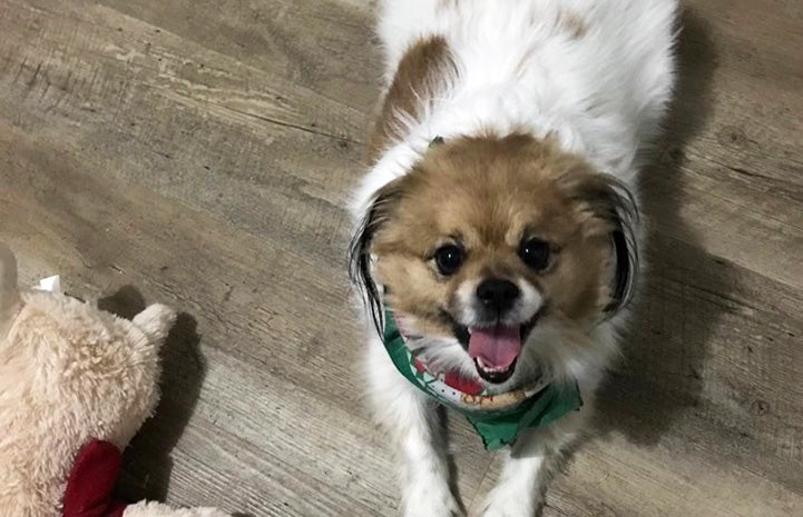 Gouda the dog on a hardwood floor, next to a plush toy and smiling