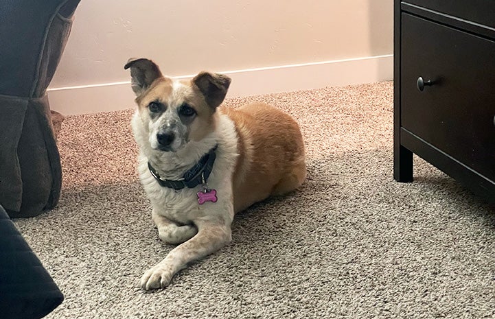 Skelly the dog lying down on the floor