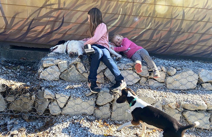 Two girls playing outside with Macy and Roxie the basset hounds