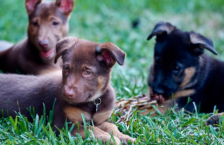 Three of Mama Fratelli's puppies