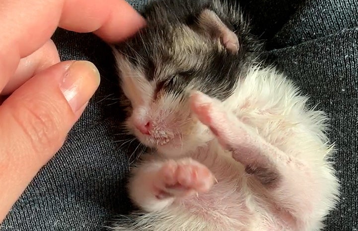 Hand petting the head of Squeegee the kitten