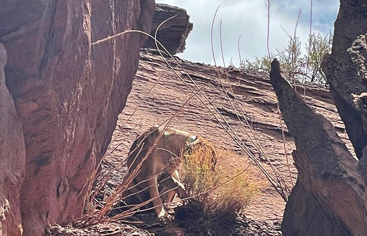 Southeast the dog on the cliff