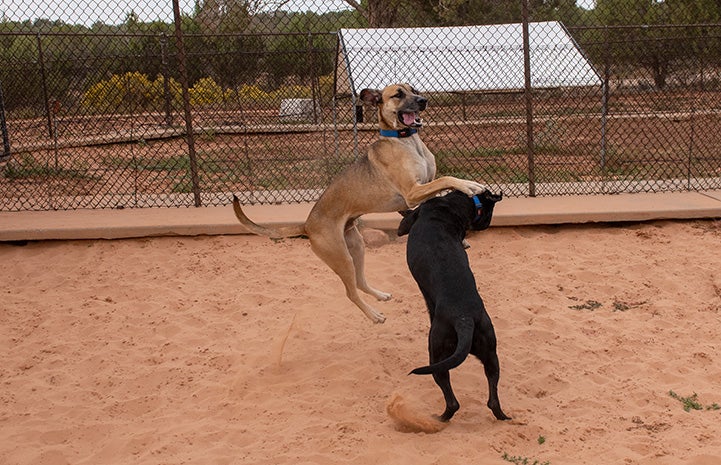 Southeast and Northwest the dogs playing together