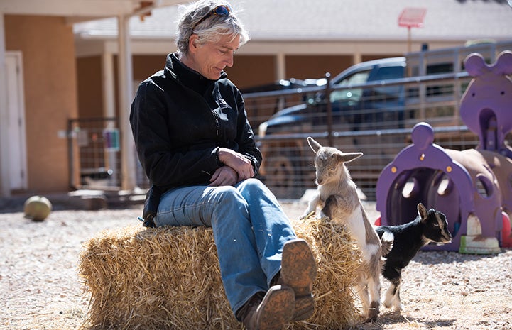 Person sitting on a bale of hay with PJ and Ziggy the baby goat checking her out