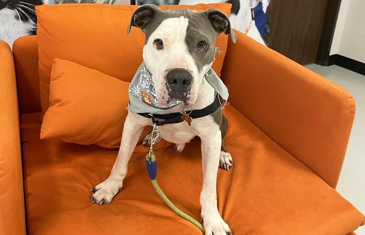 Great Dane-mastiff mix, Bruce, sitting on an orange chair