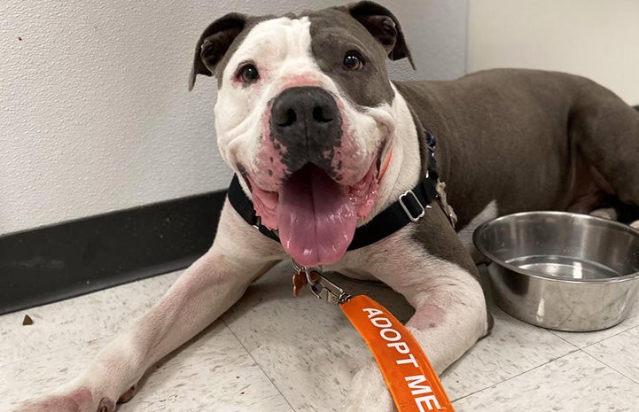 Bruce the Great Dane-mastiff mix with an Adopt Me message on his leash