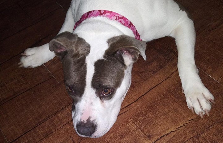 Gracie Lou the dog lying with her legs spread out on the floor