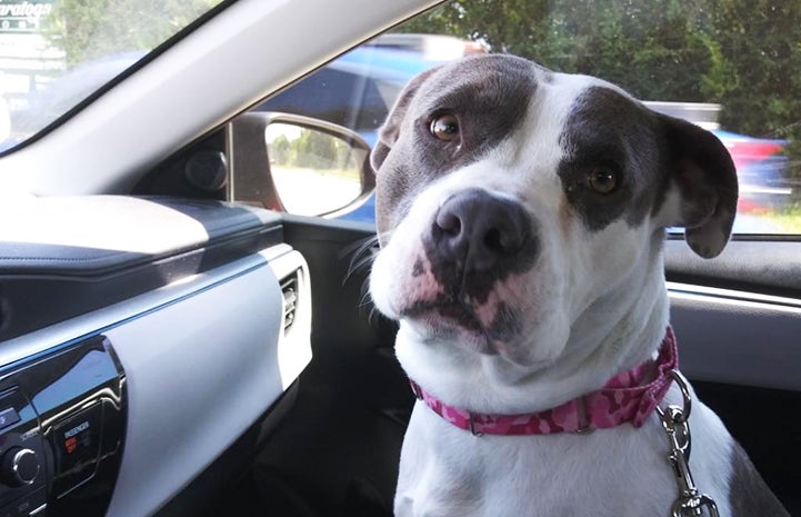 Gracie Lou the dog in the passenger seat of a car