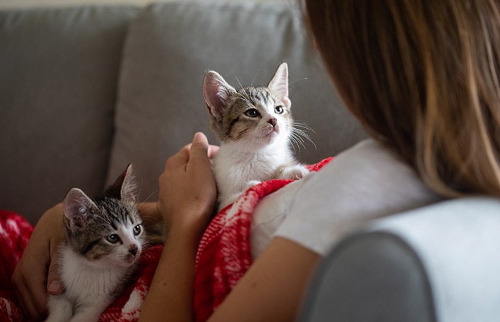 Two kittens on a red and white blanket on a person