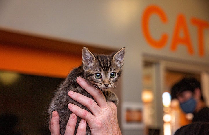 Hands holding a small tabby kitten with the word CAT written on the wall behind them