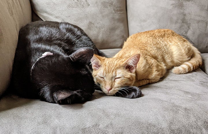 Chloe and Ginny the cats sleeping next to each other on a couch