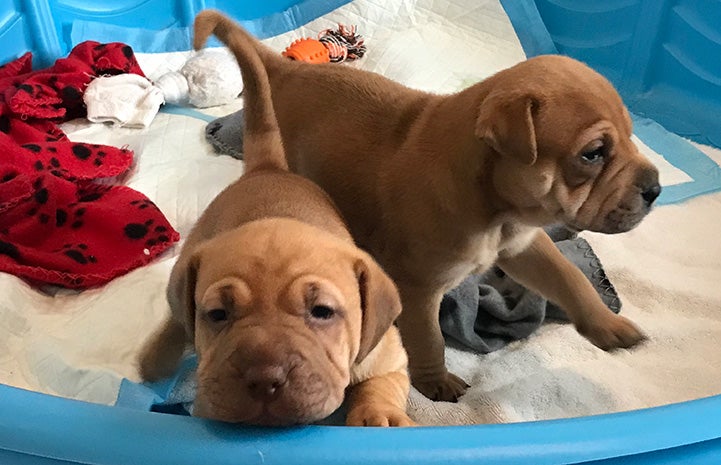 Two of Willow the dog's puppies