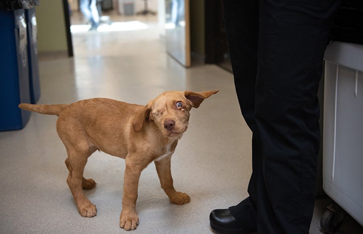 Willie the puppy with the legs of a person standing next to him