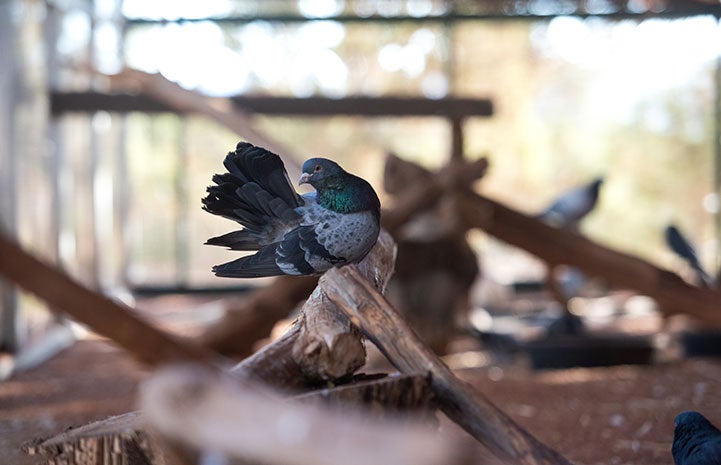 Pigeon on a perch in the enclosure