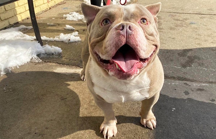 Dallas the dog, smiling while out on a walk