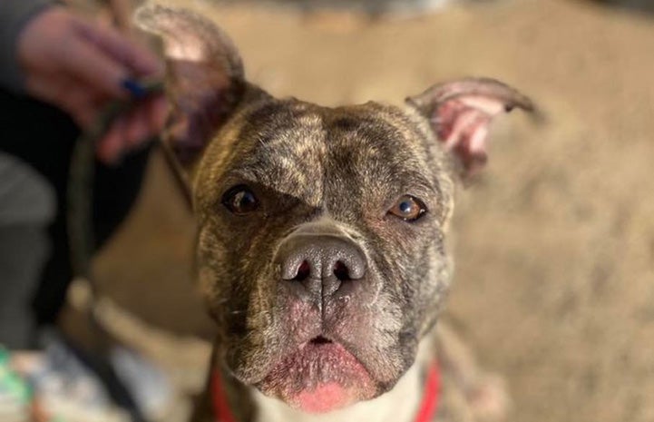 The head of Lady, a brindle dog