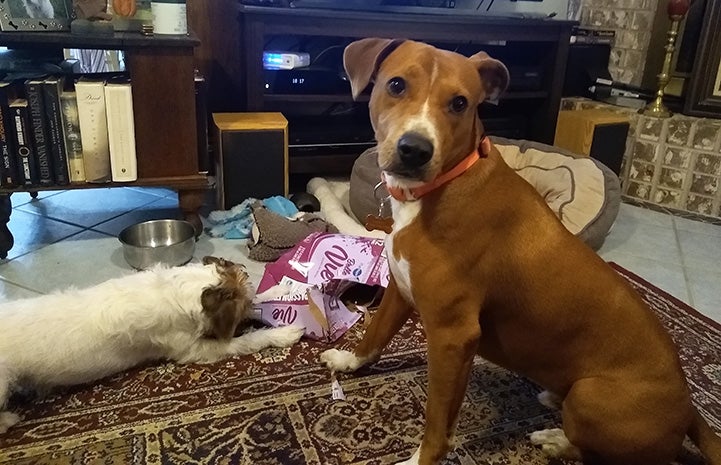 Robin and Killian the dogs on the ground in front of a television set