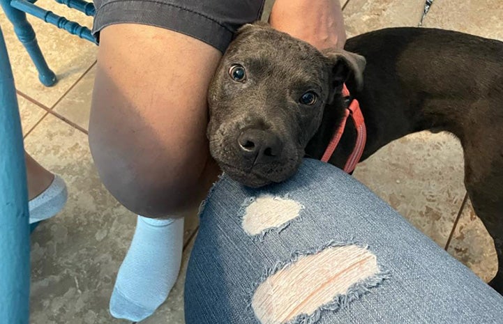 Blu the dog getting a snuggle from a person