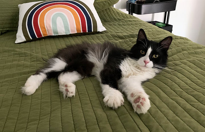 Itty Bitty the cat lying on a bed with a rainbow pillow behind him