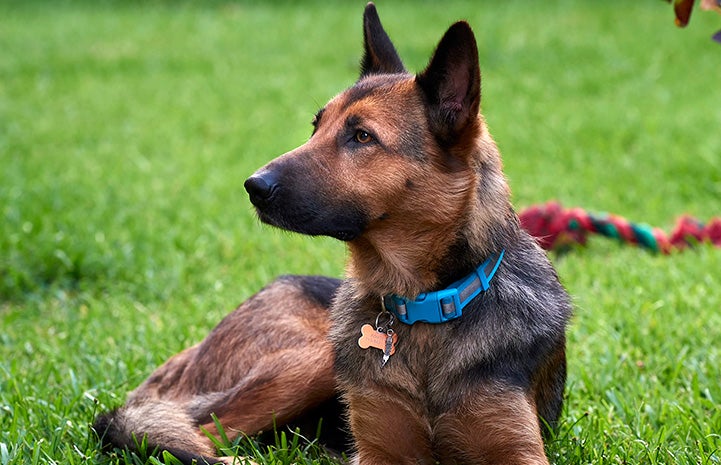 Mason the dog lying outside in some grass