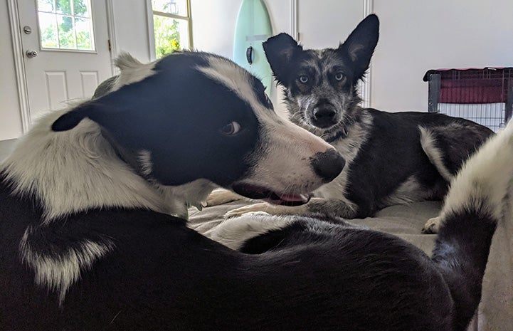 Petey and Azzurra the dogs lying next to each other in bed