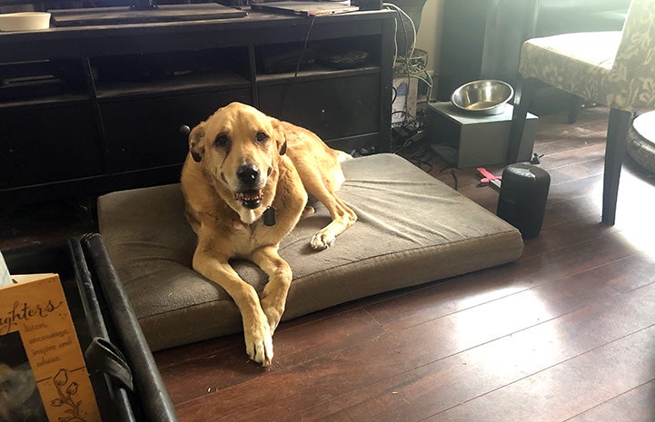 Ralph the dog lying on a dog bed