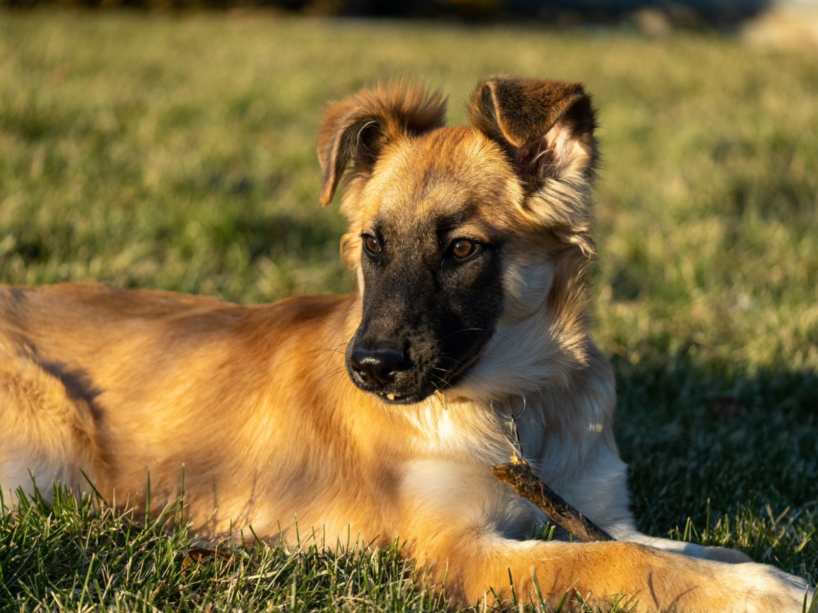 Pickle the puppy lying in some grass with golden light on her