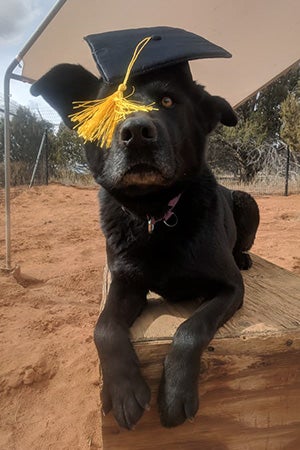 Levi the dog wearing a graduation mortarboard hat and tasstle