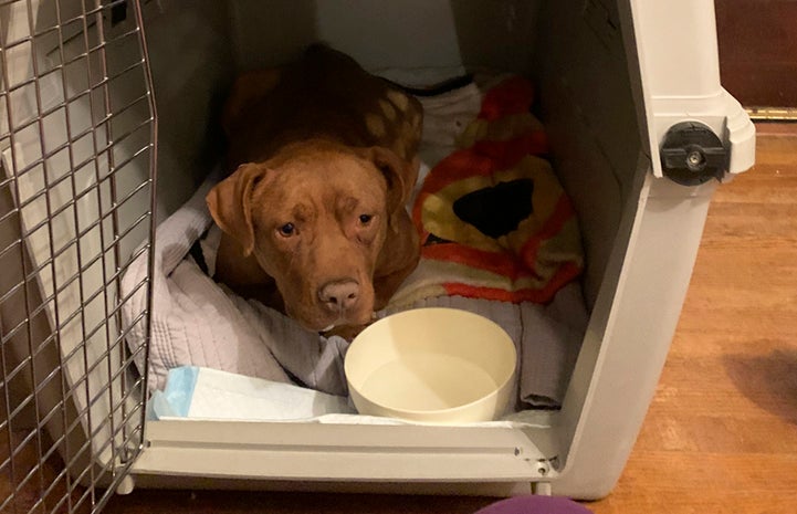 Tulip the dog laying down in a crate