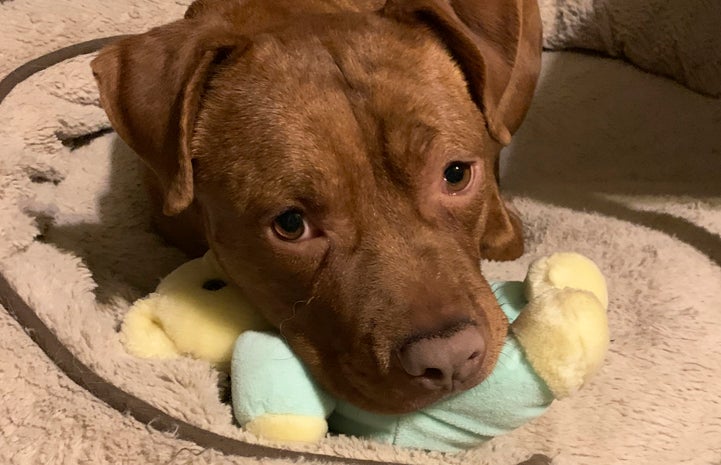 Tulip the dog resting on a soft dog bed with a toy