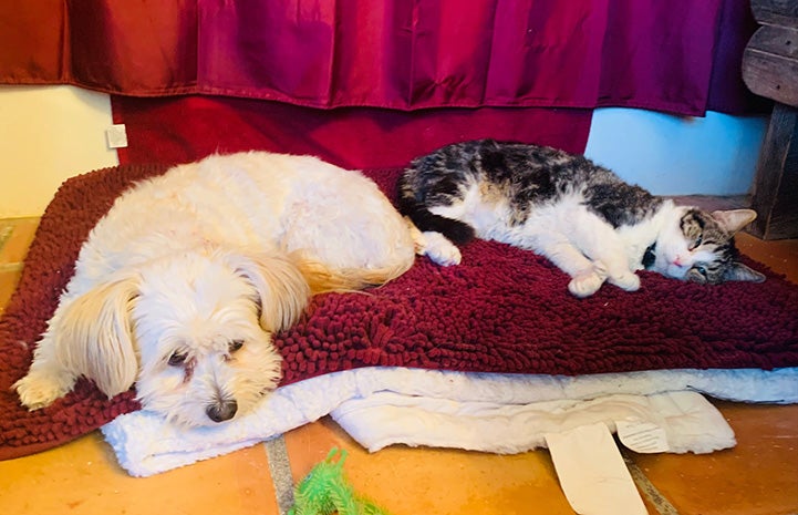 Alaska the cat sleeping next to a dog friend