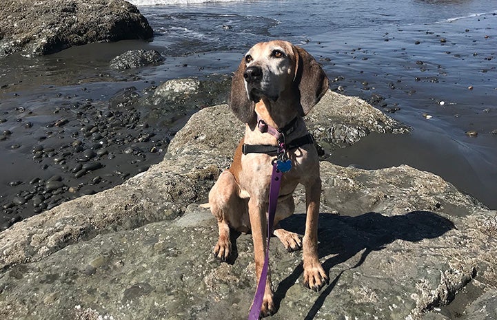 Beulah the dog on a rock next to water