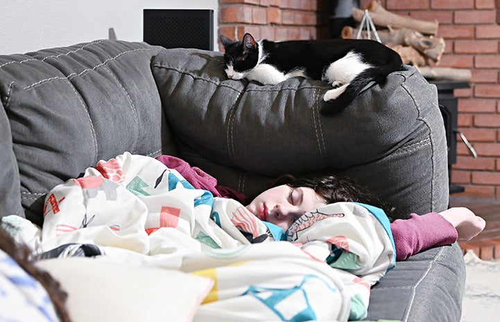 Mylo the cat sleeping on the back of a couch a person is sleeping on