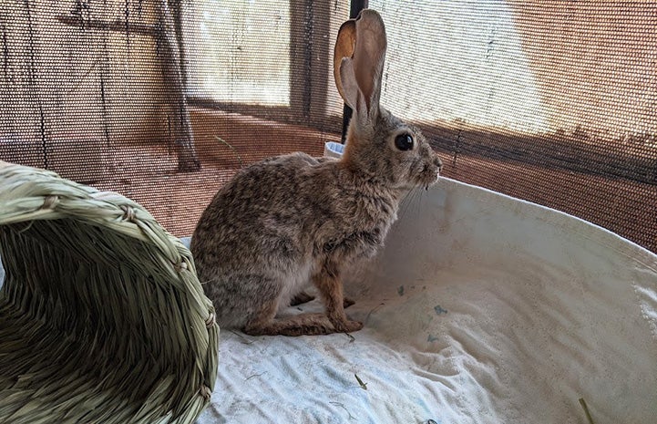 Black-tailed jackrabbit in an enclosure during rehabilitation