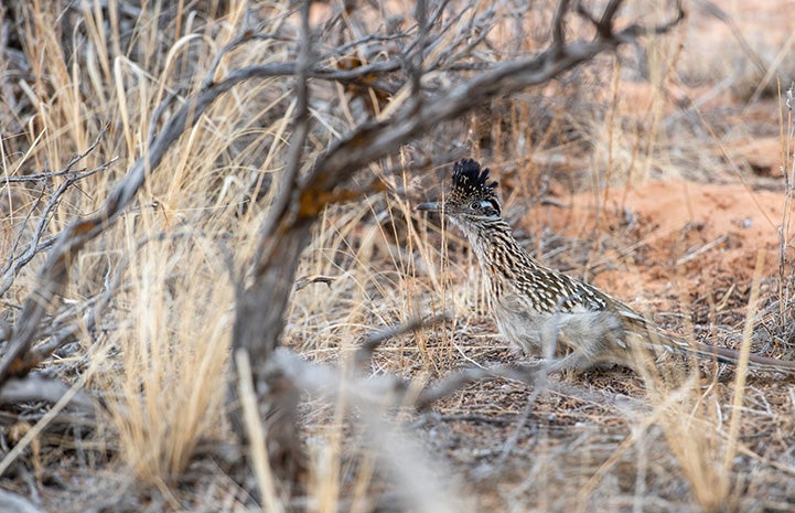 Roadrunner in some brush