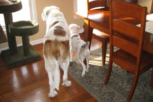 Special-needs Australian shepherd mix named Helen and another dog at home