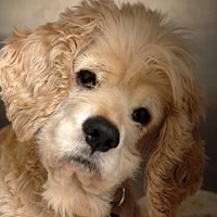 Blind cocker spaniel named Chicky