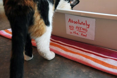  Cat crawling in a plastic box filled with sand 