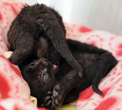  Two black kittens 